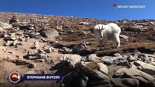 Mountain goats and air shows: Our Colorado through your photos