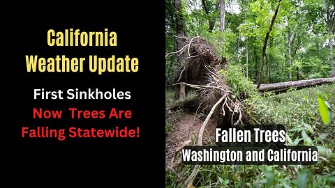 California Weather Update - Trees Topple