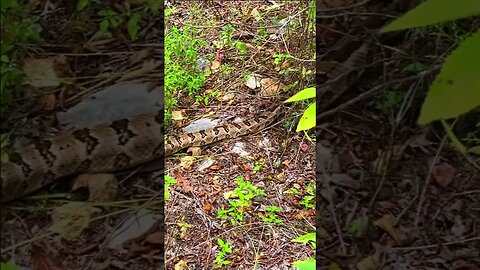 Rattlesnake Timber Rattler #woodlands #adventurebike #dualsport
