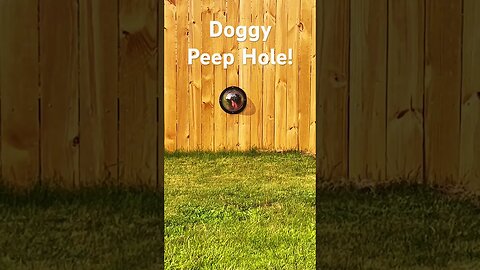 #dogs Doggy Peep Hole!