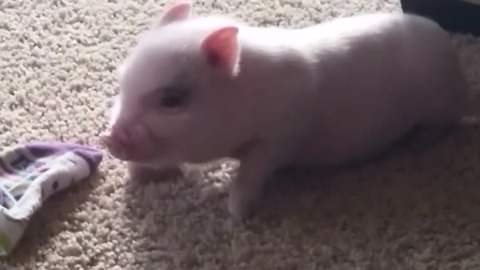 A Piglet Plays With A Sock