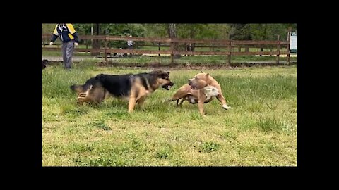 German Shepard attacks pitbull(park)