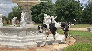 Joyful Great Dane Loves Sprinkler Splashing and Dashing Fun