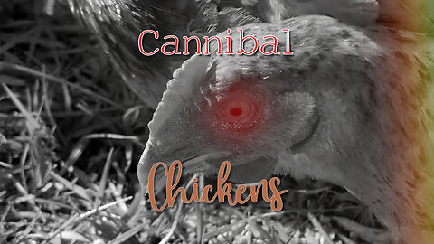 Is Your Chicken a Cannibal?