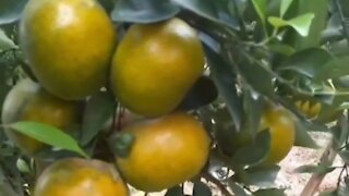 citrus trees bear fruit