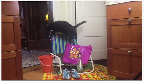 Cat gets literal jump start on Summer