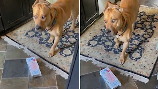 Guilty Dog Caught Red-pawed Stealing Owner's Lunch