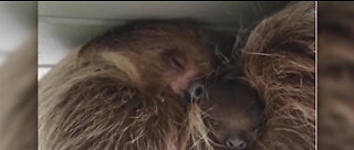 Zoo auctioning name rights to baby sloth