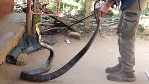 Very long Snake catch from the house and release in the Forest
