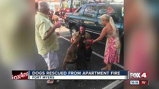 Dogs rescued from south Fort Myers apartment complex