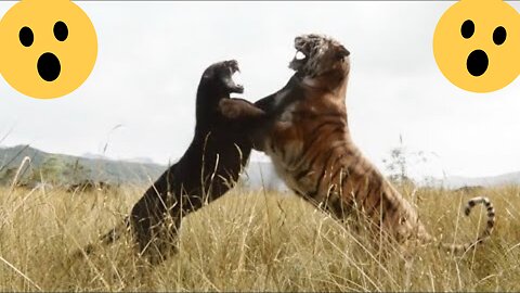 Wild Animals Fight Till Death Jaguar Vs