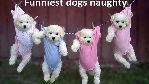 Funniest dogs naughty.