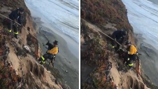 Labrador Rescued From Cliff Edge In San Francisco