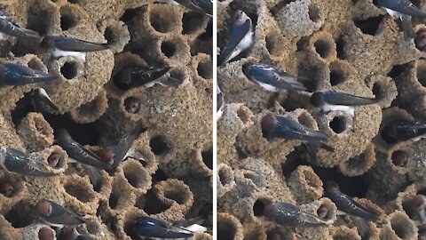 Colony of swallows frantically work to build their nests