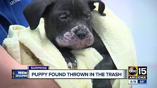 Puppy abandoned in Surprise dumpster, police searching for answers