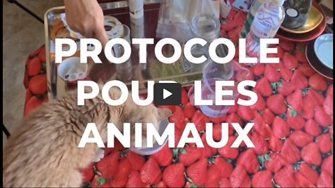 🟡 CDS Protocole Animaux - Atelier Fifo janv2022 - Dioxyde de Chlore