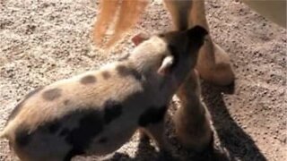 Little pig uses horse's legs to scratch an itch