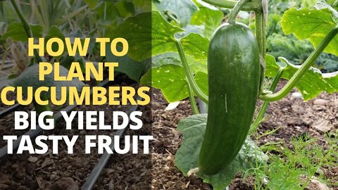 How to Plant Cucumbers for BIGGER Harvest & DELICIOUS Fruit