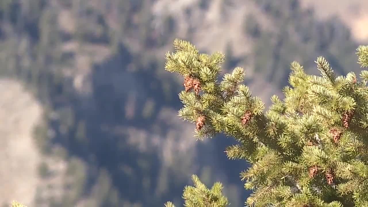 A new stewardship will look at ways of improving the health of the Sawtooth National Forest