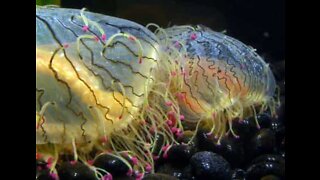 Será esta a "medusa" mais colorida que viu?