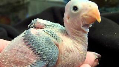 BABY INDIAN RINGNECK PARAKEET 2 WEEKS OLD