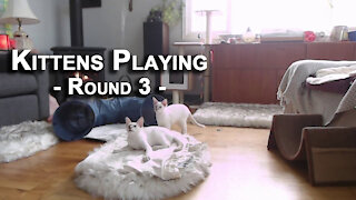 Kittens Playing, Round 3: Our Lilac Lynx Balinese Cats, Sal and Veeya [ASMR]