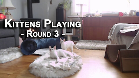 Kittens Playing, Round 3: Our Lilac Lynx Balinese Cats, Sal and Veeya [ASMR]