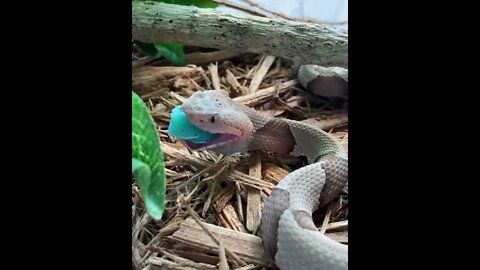 😳😱Dangerous Nature's status ❤️ |🐍🐍 Snake nature WhatsApp Status | amazing nature video #shorts(2)