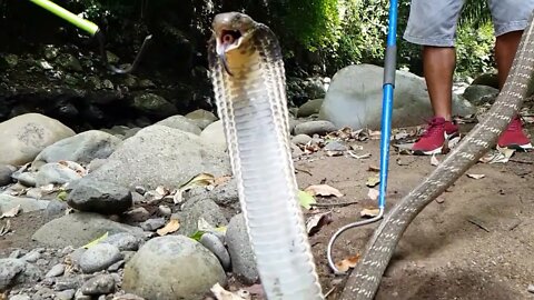 KING COBRA epic slow motion strikes camera man! #kingcobra ##snake