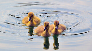 Tiny Adorable Goslings Swim with Parents in Washington Park, New York