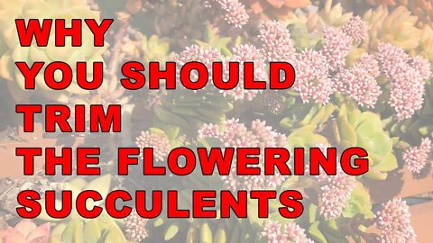 Why you should trim your flowering succulents @ChopstickandSucculents