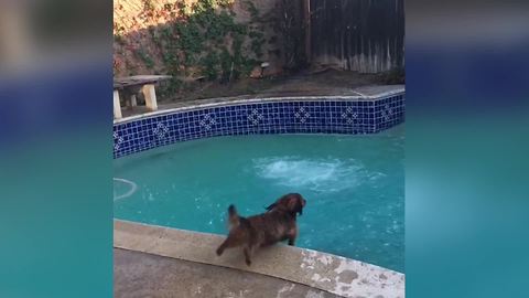 Dog Has Mixed Feelings About Swimming Pools
