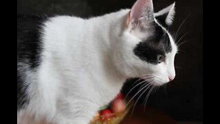 Cat hampered in movement by bag on head