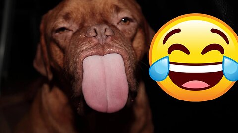 Funniest Animals🤣😂 New Funny Cats and Dogs Videos 😹🐶/ Part 4