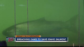 Breaching dams to save salmon?