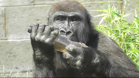 Gorilla tries to figure out how to drink from bottle