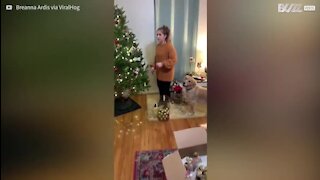 Golden retriever adora ajuda a dona a decorar a árvore de natal
