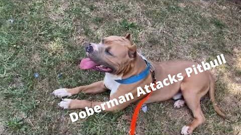 Doberman Attacks Pitbull (Dog Park Chronicle).