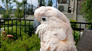 Vocally talented cockatoo entertains neighbors with a patio concert