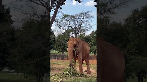 Elefante Chocolate no Zoológico de Brasília