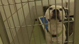 County animal shelter to reopen on Saturday