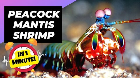 Peacock Mantis Shrimp - In 1 Minute! 🦐 The Strongest & Fastest Punch in the World! | 1Minute Animals