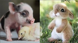Cute baby animals Videos Compilation cute moment of the animals Cutest Animals #9