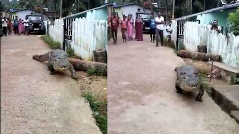 The crocodile is walking along the village road in India