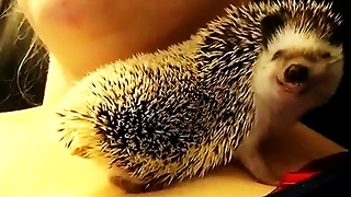 Hedgehog flashes adorable smile during snuggle time