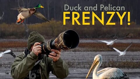 It's a Duck & Pelican FRENZY! Wildlife Photography along Lake Erie