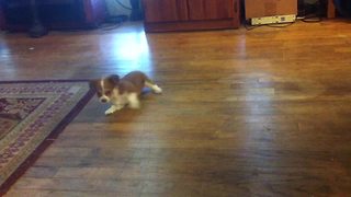 Adorable Puppy Get Really Dizzy