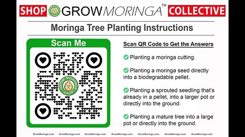 Grow Moringa Planting Instructions from Seed or Cuttings in a Pot or in the Ground Orchard & Nursery
