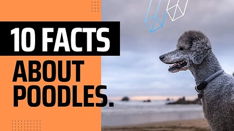 Ten interesting Fact about Poodles.