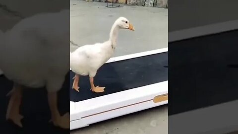 Duck on a treadmill 😱😱🤣🤣 | cute pets | Cute and funny pets | funniest pets of 2023